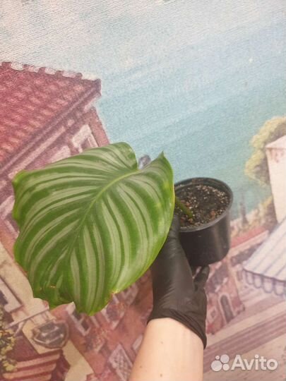 Калатея орбифолия