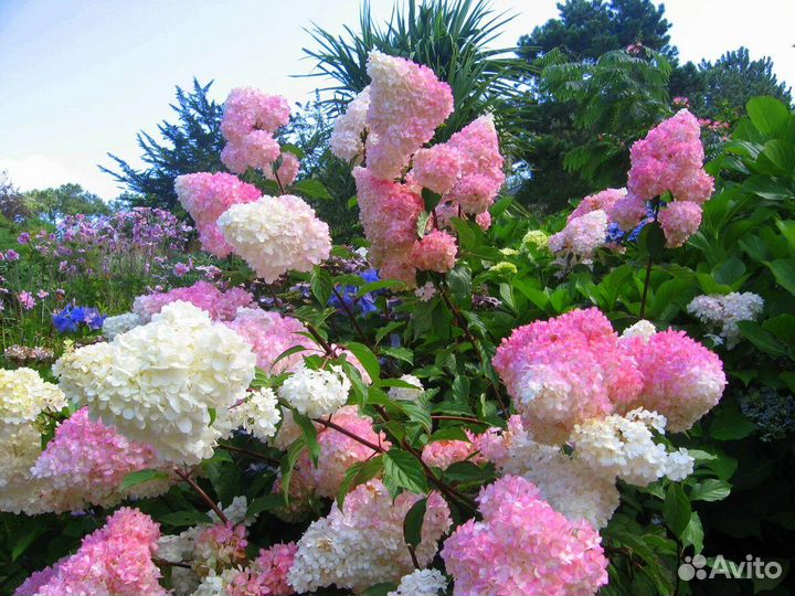 Саженец гортензии 