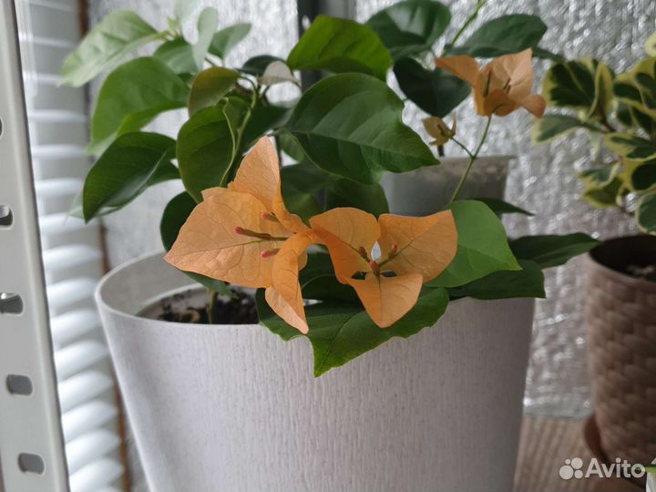 Бугенвиллия