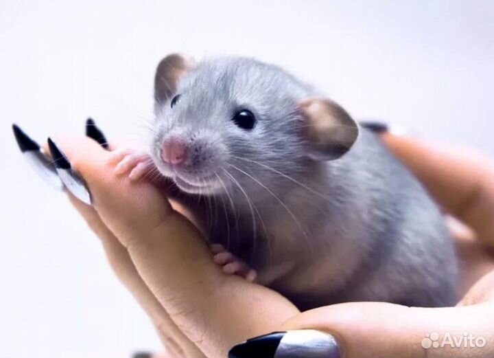 Отдаю Декоративных крысят Элит класса