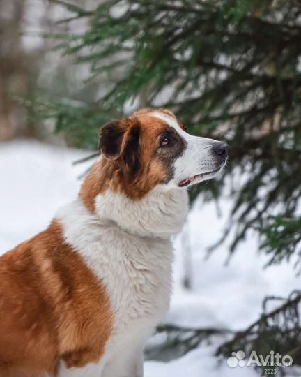 Взрослая добрая собака ищет дом