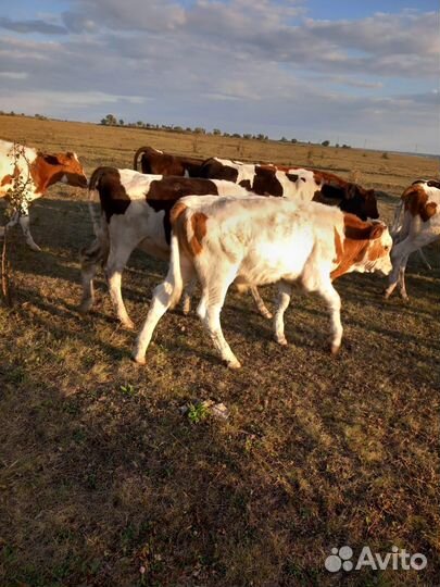 Бычки и Тёлки