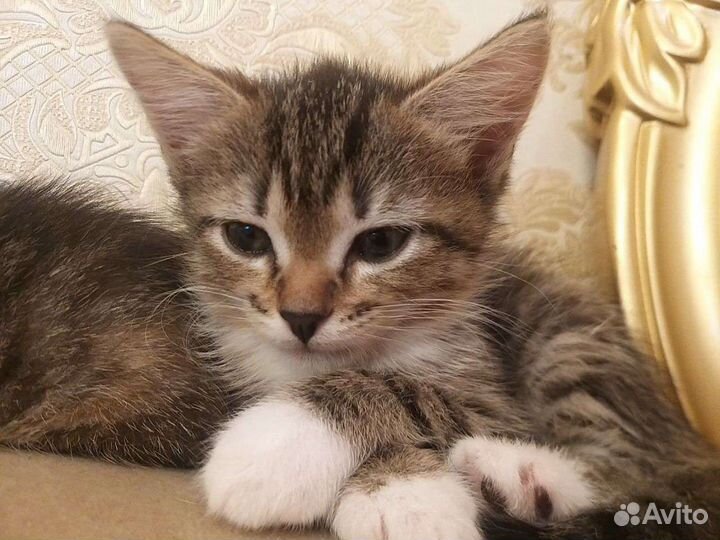 Котятки от породистых родителей)