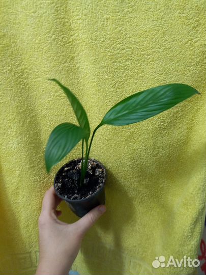 Цветок женское счастье спатифиллум