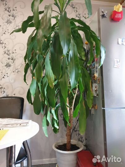 Драцена душистая