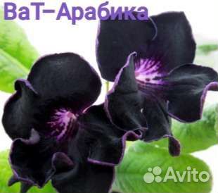 Стрептокарпусы сортовые