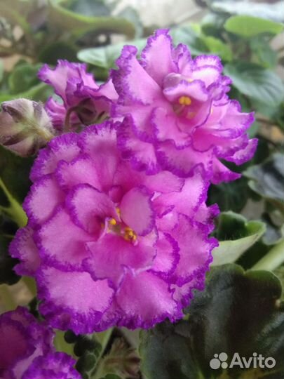 Детки фиалок