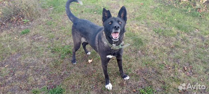 Собака в добрые руки