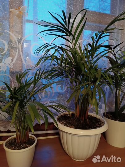 Комнатные растения