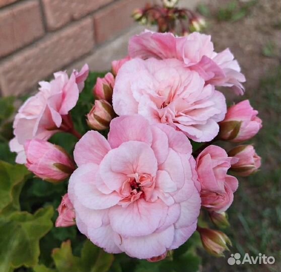 Пеларгония Леона Галактика