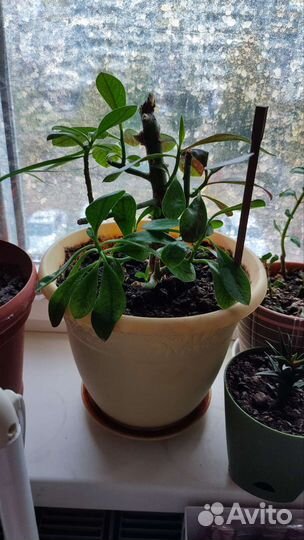 Малочай 2 вида