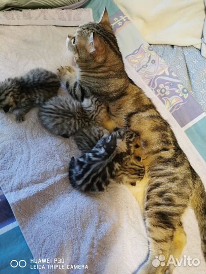 Британские котята