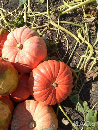 Тыква оптом
