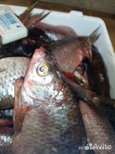 Свежая рыба