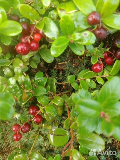 Брусника ягода свежая