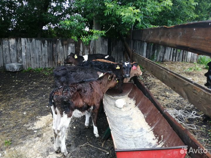 Продам телят
