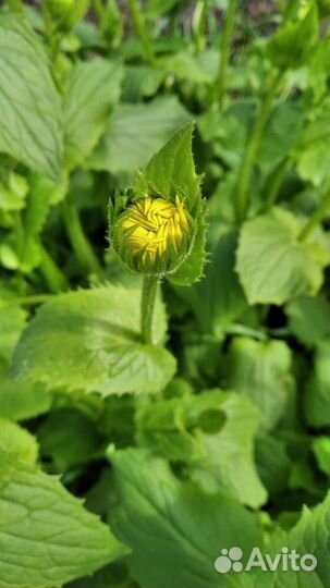 Дороникум Многолетний (жёлтая ромашка)