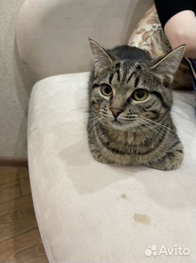 В добрые руки