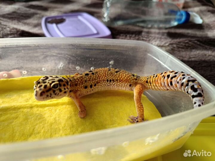 Геккон эублефар