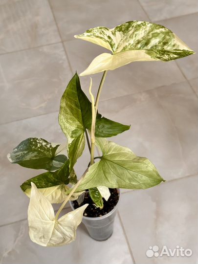 Сингониумы