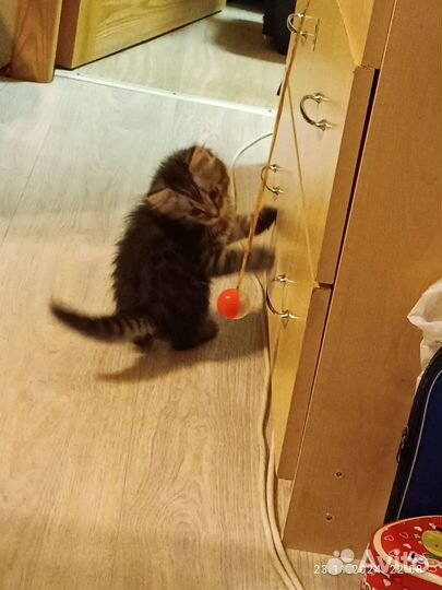 Котёнок от мраморной кошки