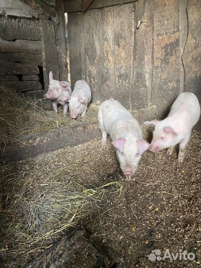Домашние поросята