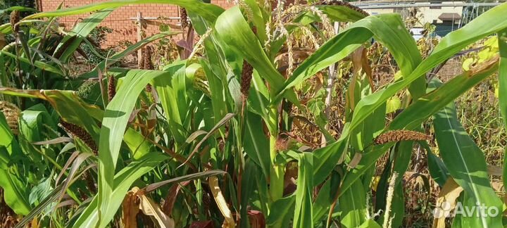 Чумиза - лакомство для птиц