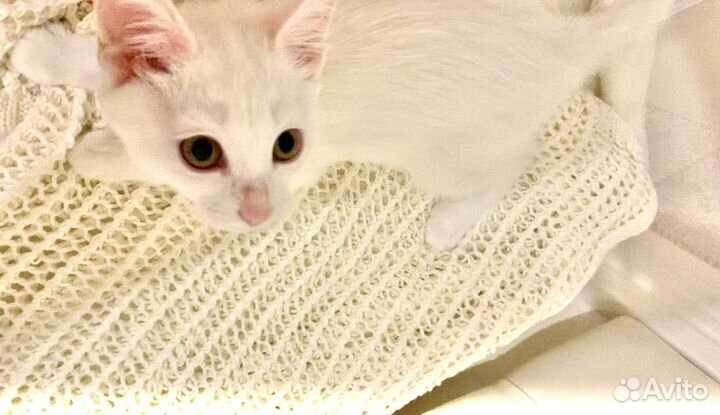 Котенок. Девочка по имени Невеста