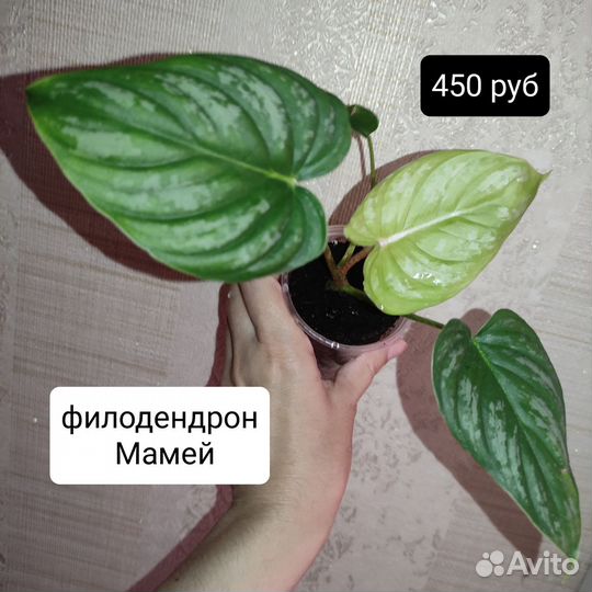 Комнатные растения и цветы