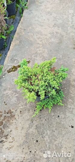 Можжевельник нана