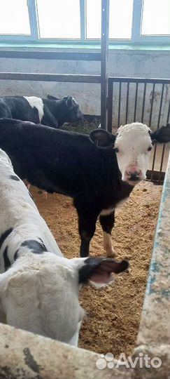 Бычки и телята