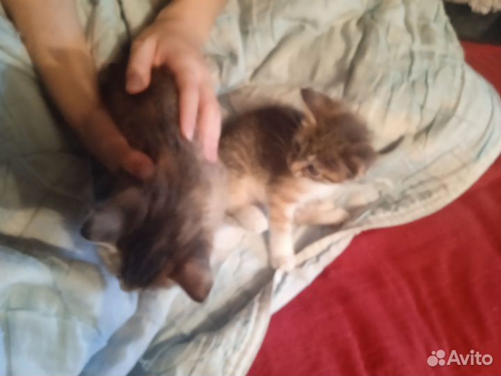 Котята в добрые руки