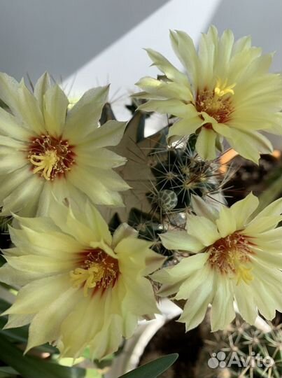 Кактус телокактус