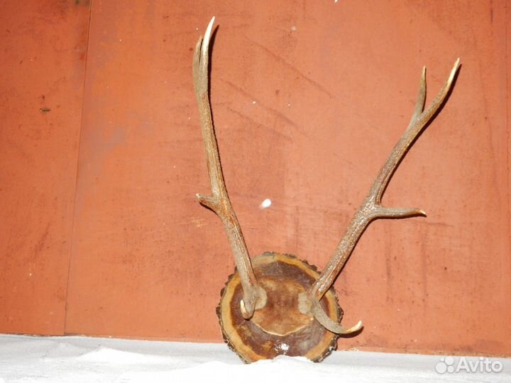 Рога изюбра