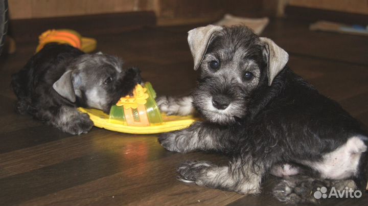 Красавица цвергуша