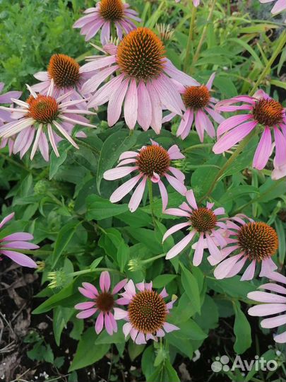 Эхинацея розовая