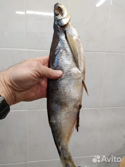 Плотва/вобла и чехонь вяленая от производителя