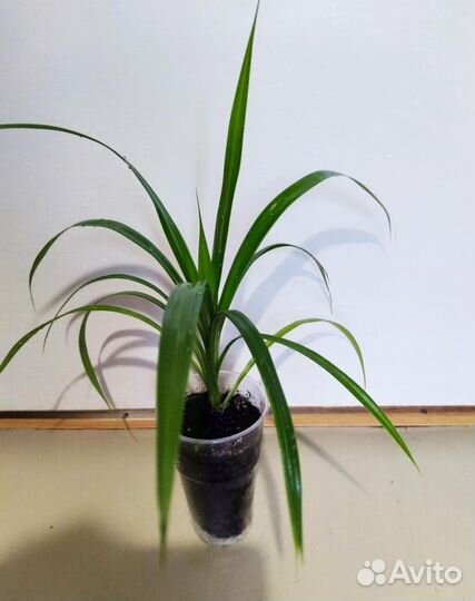 Панданус Вейча