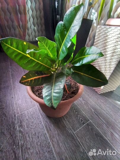 Кодиеум кротон