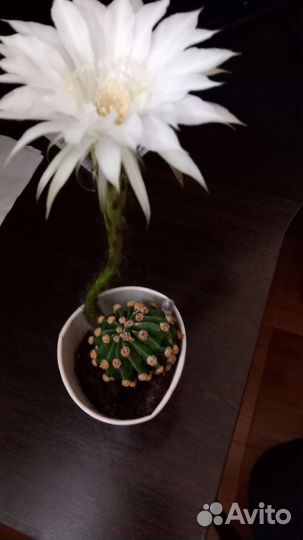 Кактус