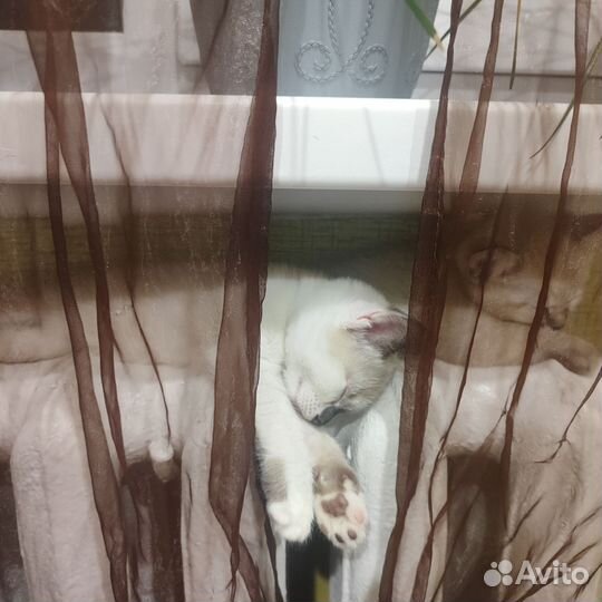 Британские котята