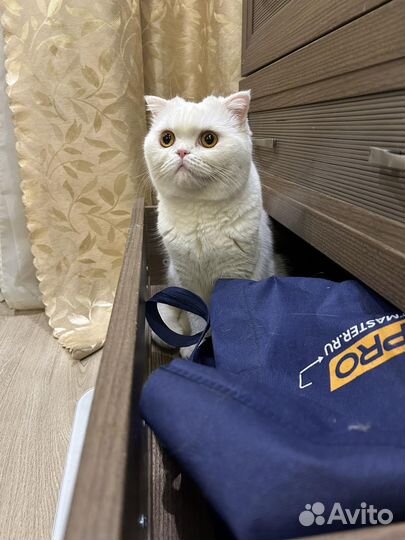 Отдам кошку в добрые руки