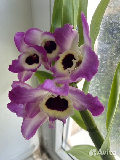 Дендробиум