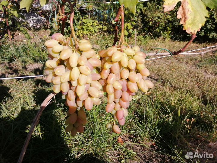 Черенки винограда