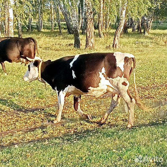 Продажа крс