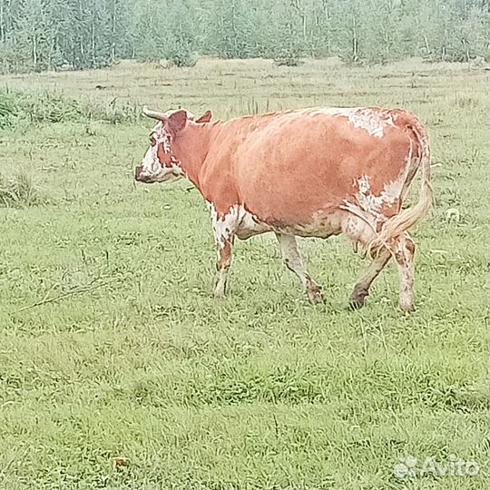 Продажа крс