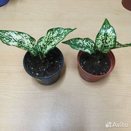 Аглаонема ферст даймонд