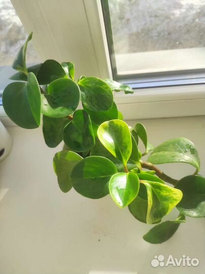 Пеперомия грин голд