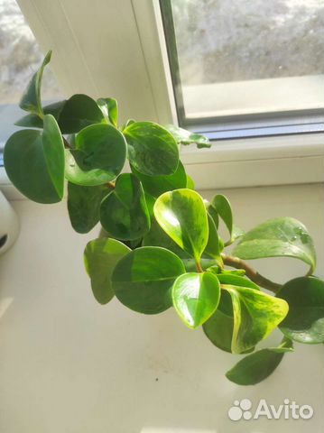 Пеперомия грин голд