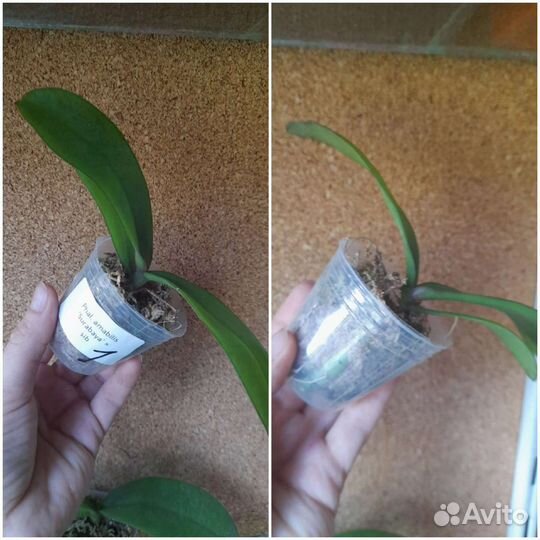 Phal. amabilis 'Surabaya'